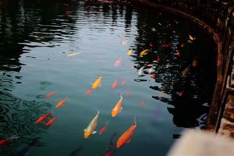 金魚魚缸|金魚飼養指南：8個養殖技巧，新手必讀！ 